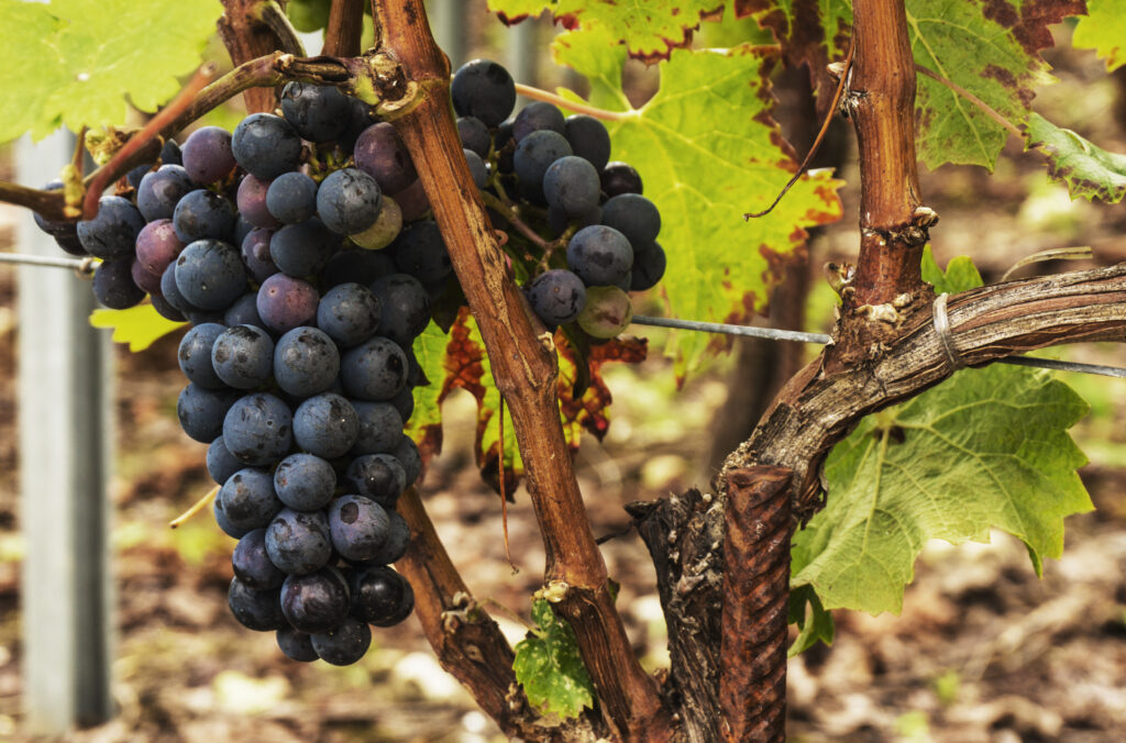 Care Garnacha Nativa