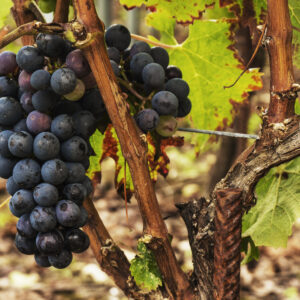 Care Garnacha Nativa