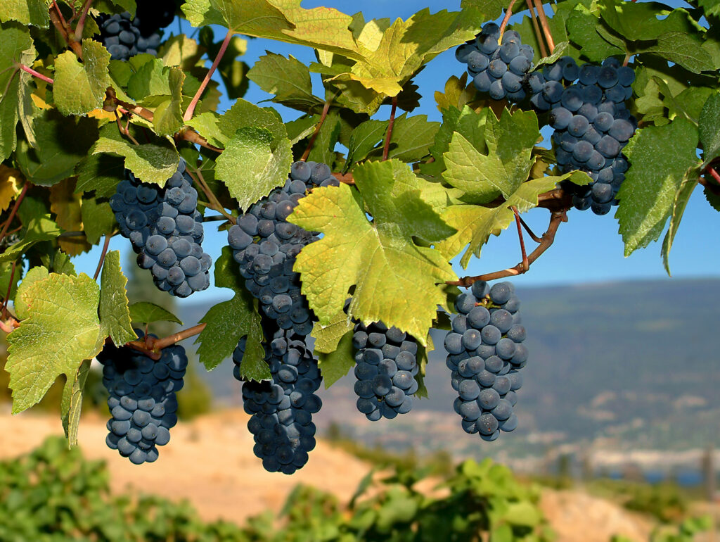 Castoro Merlot