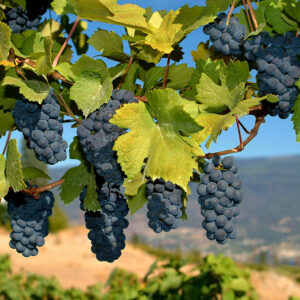 Castoro Merlot